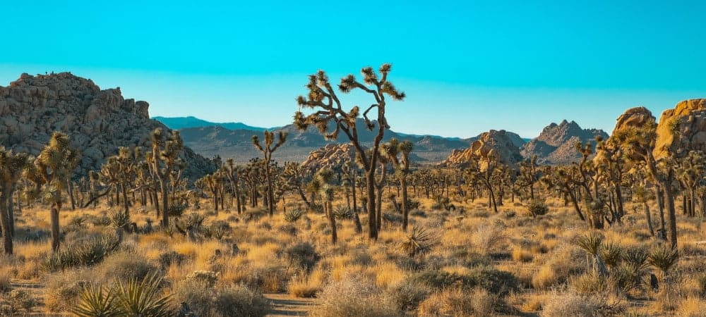 Joshua Tree National Park